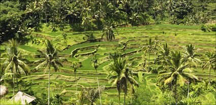 Rice Terraces - Bali T (PBH4 00 16584)
